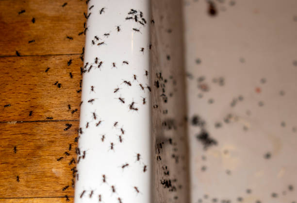 Best Best Pest Control Companies  in Wheeler, TX
